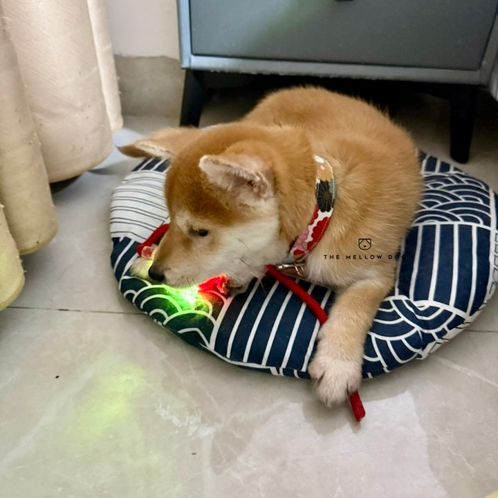 Automatic Dog Walker