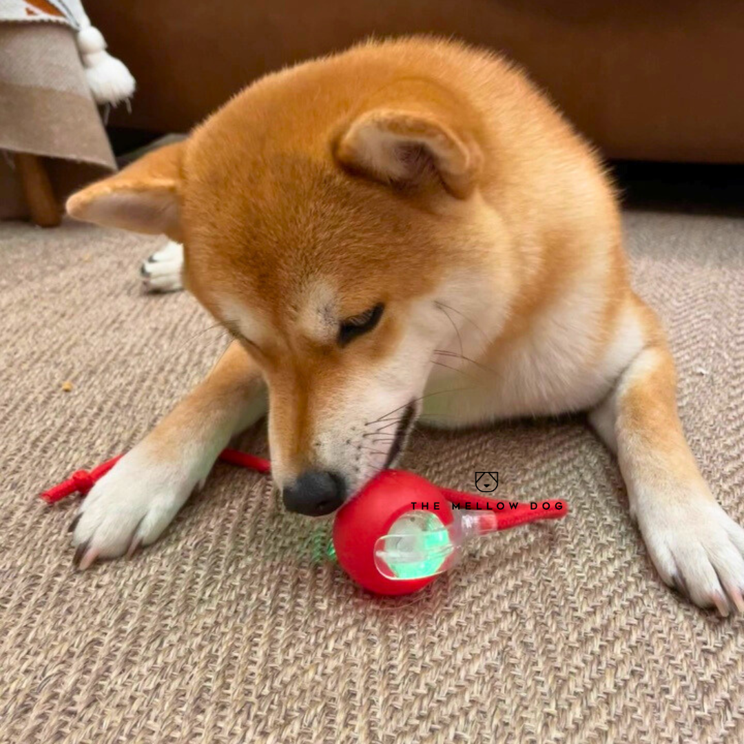 Automatic Dog Walker