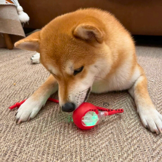 Automatic Dog Walker