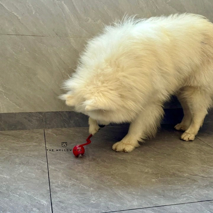 Automatic Dog Walker