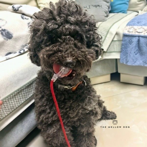 Automatic Dog Walker