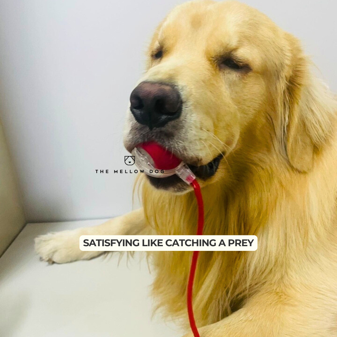 Automatic Dog Walker