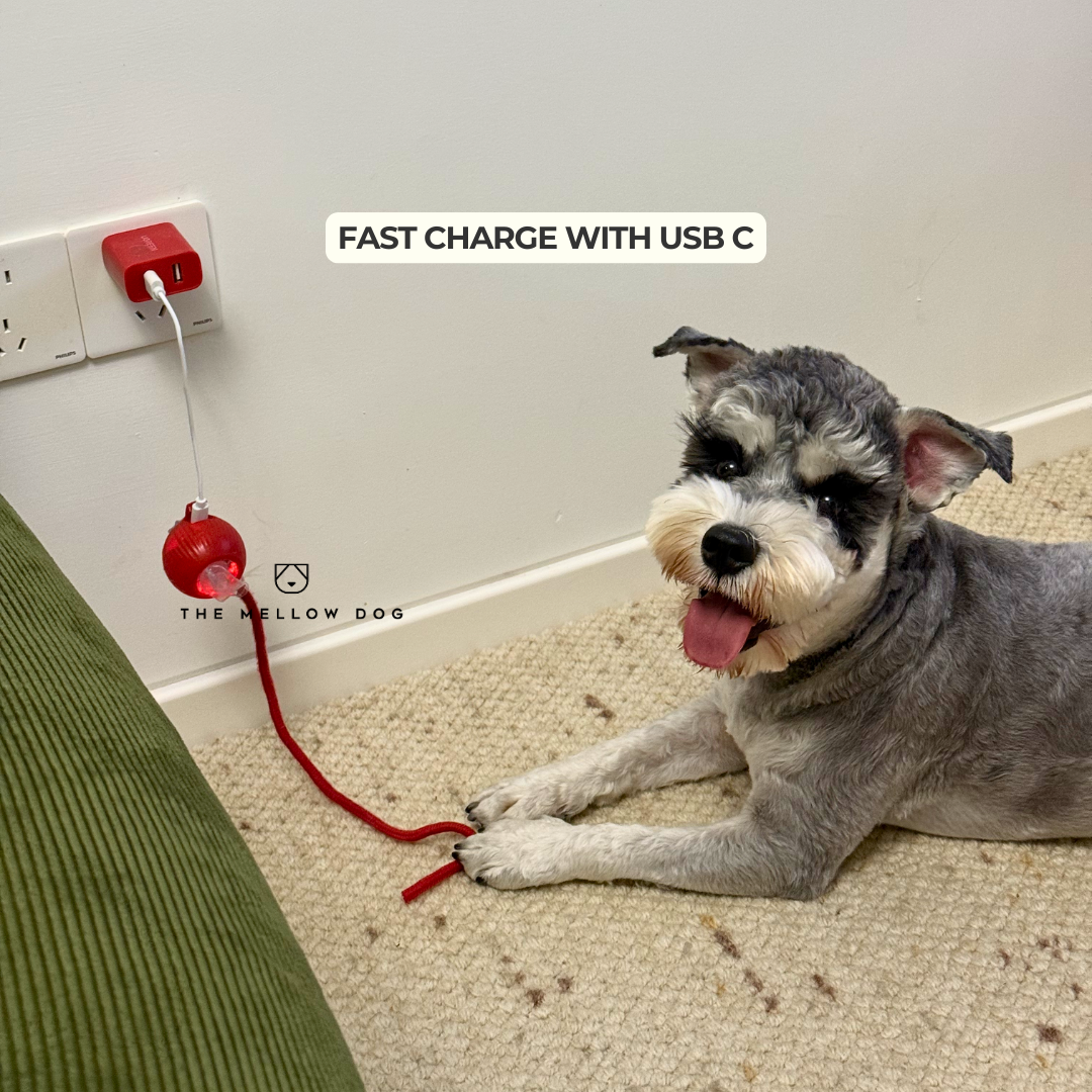 Automatic Dog Walker