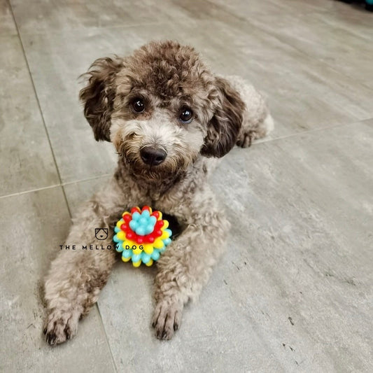 Anti Bad Breath Ball