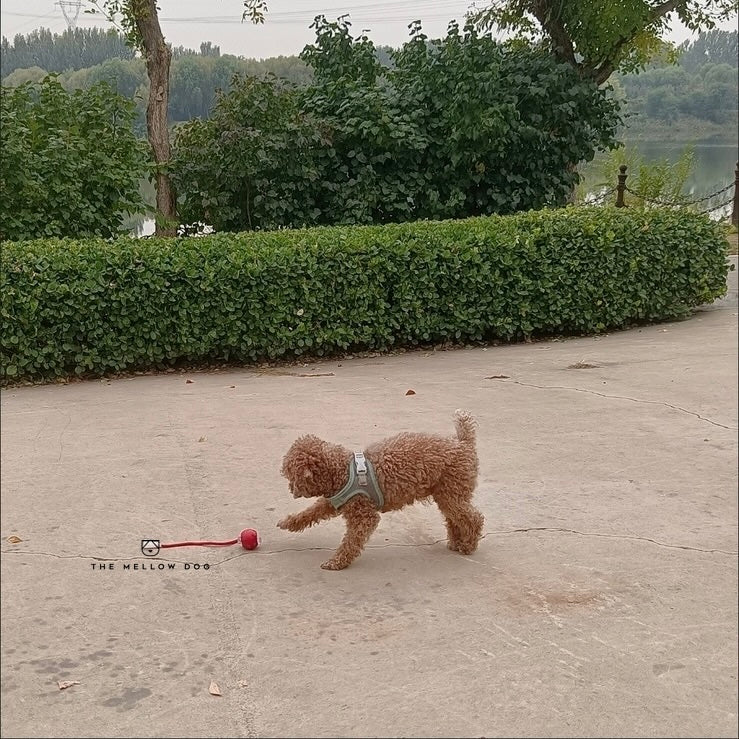Automatic Dog Walker